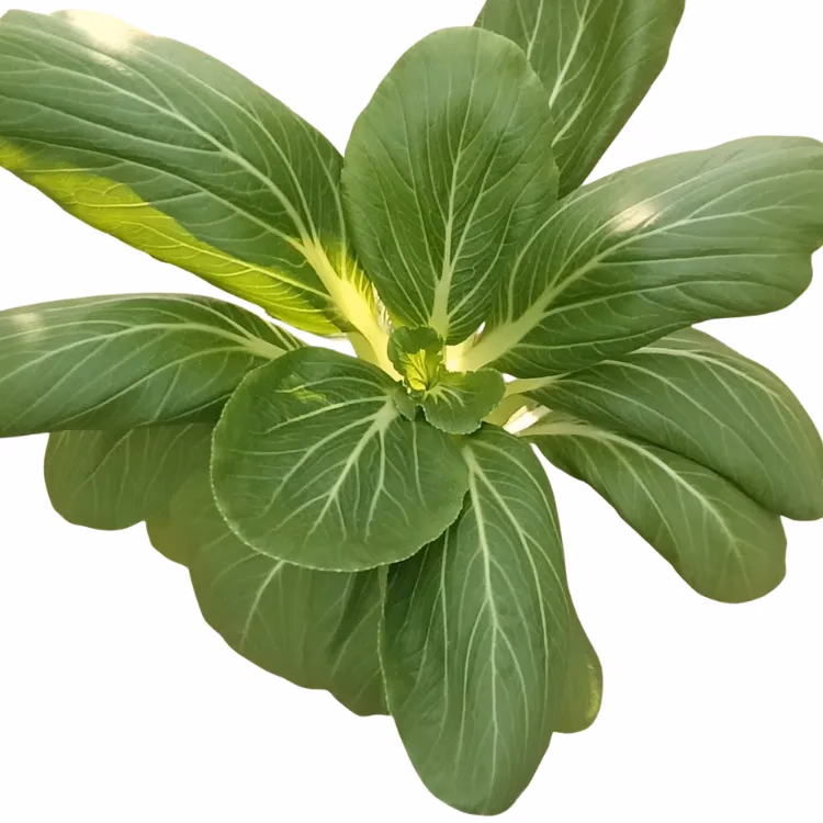 Fresh Bok Choy grown hydroponically at One Island Produce