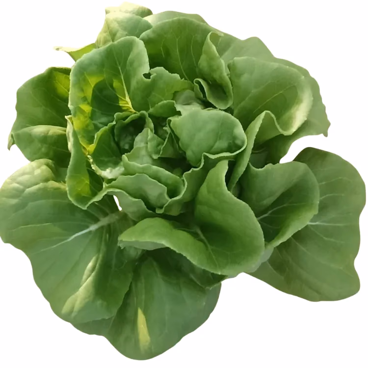 Fresh Butterhead grown hydroponically at One Island Produce