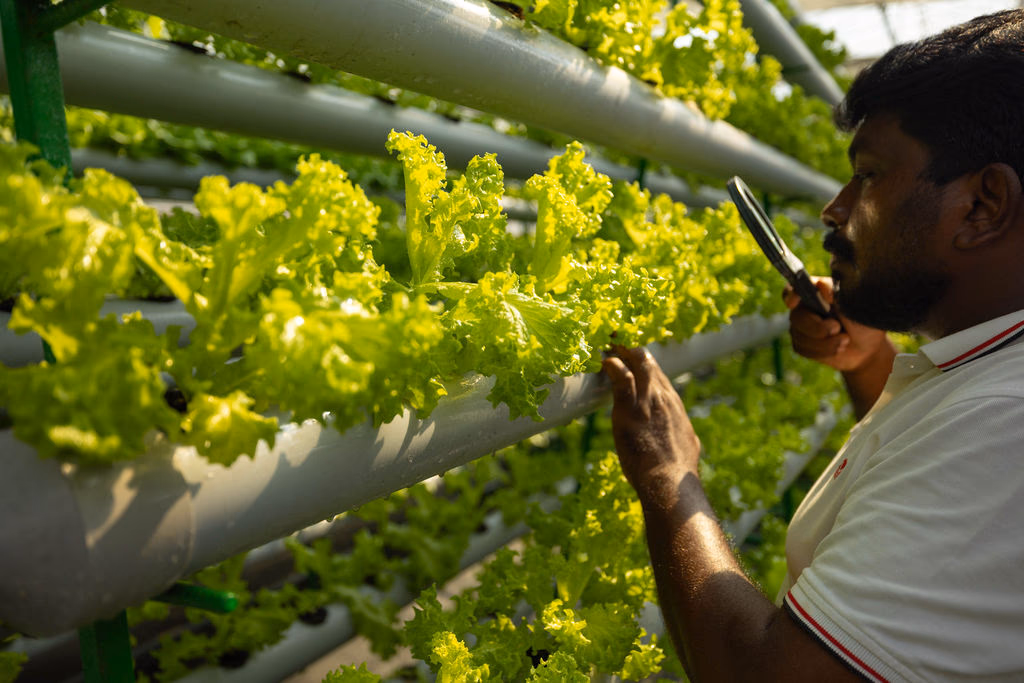 Quality inspection of hydroponic lettuce at One Island Produce