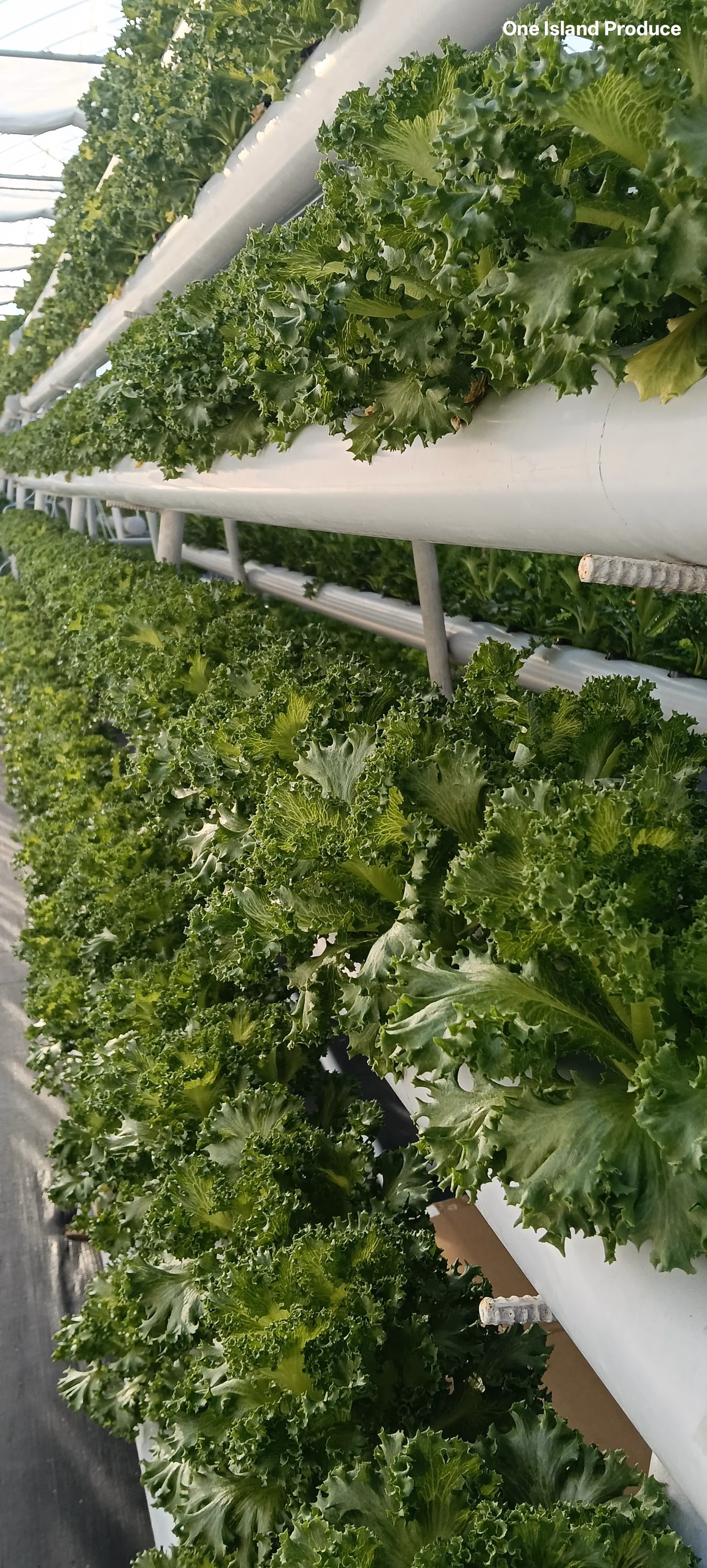 Inside One Island Produce hydroponic greenhouse