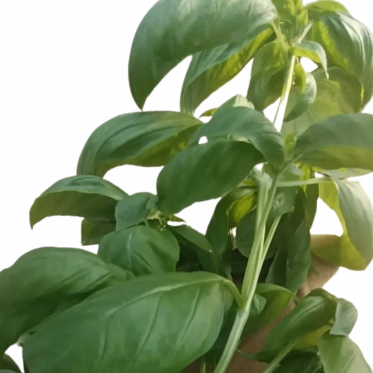 Fresh Italian Basil grown hydroponically at One Island Produce