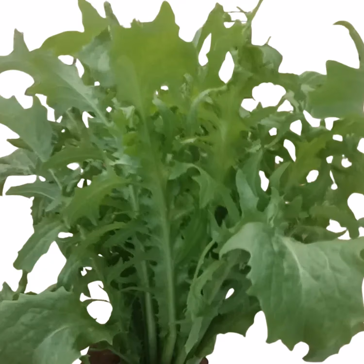 Fresh Lollo Bionda grown hydroponically at One Island Produce