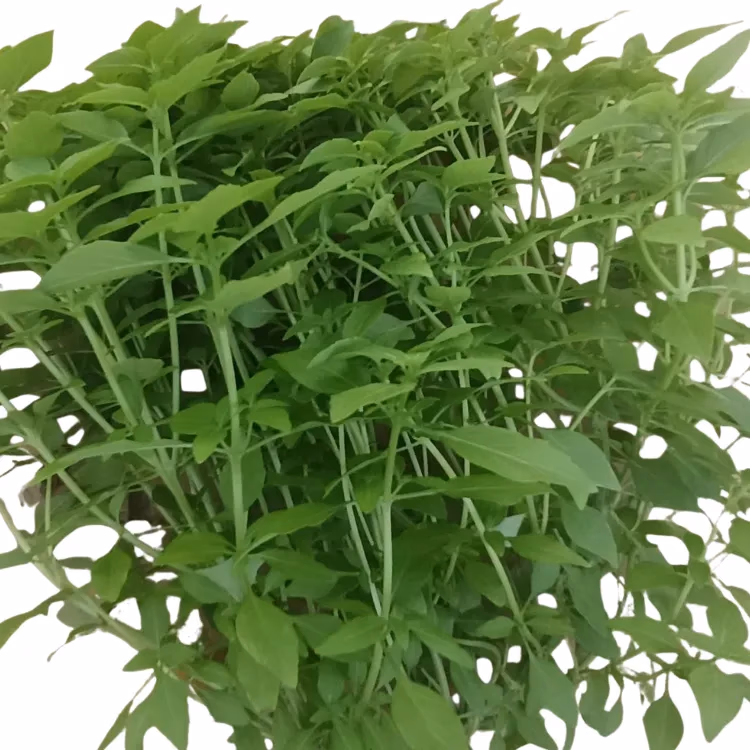 Fresh Thai Basil grown hydroponically at One Island Produce